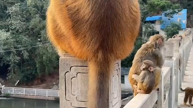 看把大师兄吓得