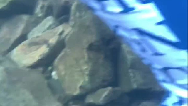 只想拍水底的小鱼儿水里突然窜出一条蛇