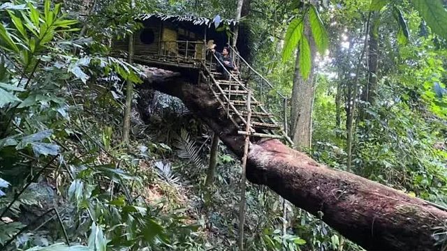 小伙大胆闯进热带雨林，为了躲避豺狼虎豹，巧手搭建绝世空中豪宅