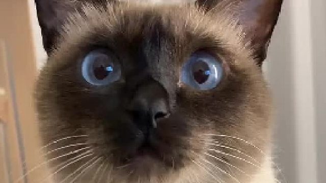 猫：我的铲屎会狗叫