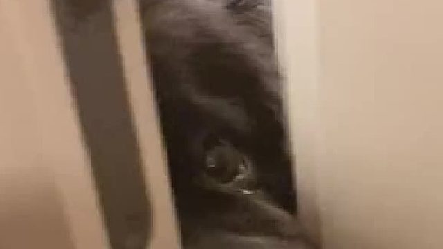 他就像一个憨厚的男人被抛弃了