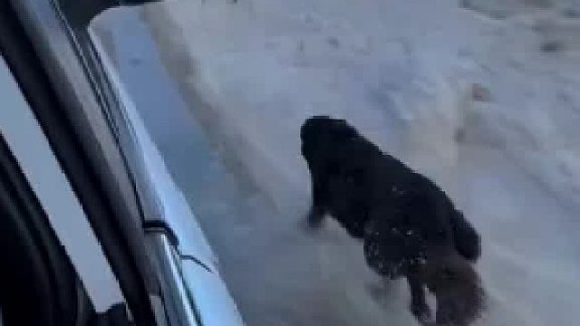 狗狗不怪你车开的快，它直怪是自己跑的慢没能追上你