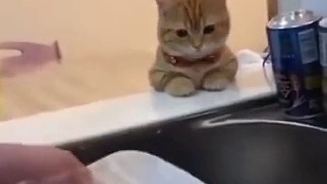 猫星人：妈妈我可以帮你洗盘子吗？