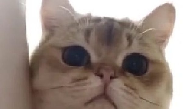 让我康康是哪个小可爱在偷吃