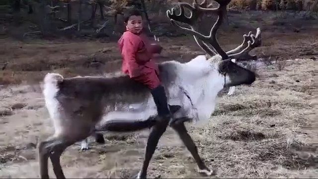 世界上所剩无几的驯鹿部落之一，第一眼看上去，还以为是特效。