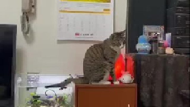 一只懂得用尾巴钓鱼的猫！