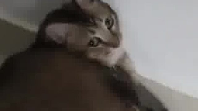 你告诉我，这是猫？