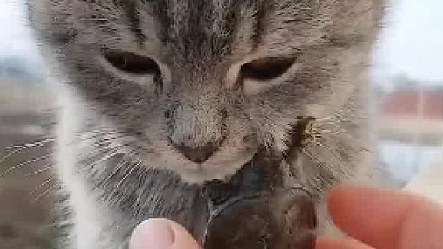 猫猫我呀今天可受大委屈了