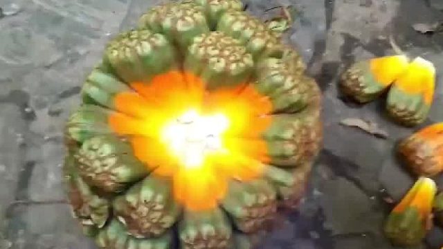 世界上最贵的12种水果，顶级富豪才能全部品尝，你吃过几种03