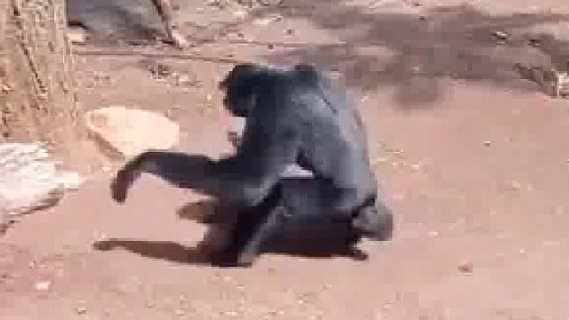 猩猩：今天这个贱，我必须要犯