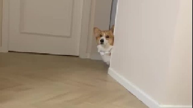 小狗不会说话，但它真的舍不得离开你