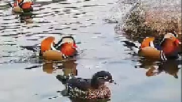 原来鸳鸯这么调皮啊