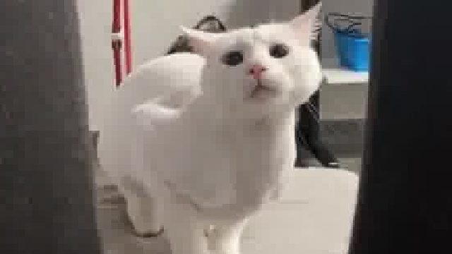 猫：看你那贱兮兮的样