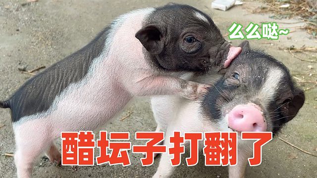 猪妹护夫，猪哥想要主人摸摸都不让，吃醋到发狂！【第95天】