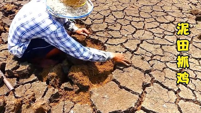 户外赶海：渔民在自家门前干涸的泥田中抓到又肥又大的田鸡!