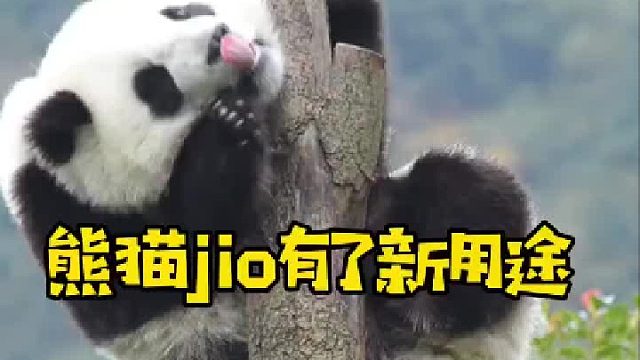 哈哈哈哈哈哈累了就用jiojio当枕头睡一会儿