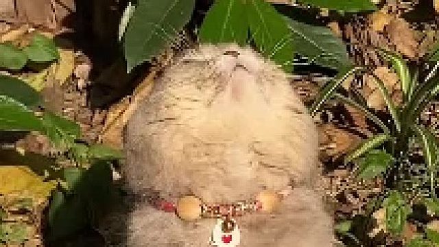 别吵，接收喵星电波呢