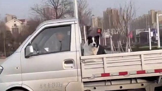 两只狗路上吵架 边牧：一会上高速晕死你