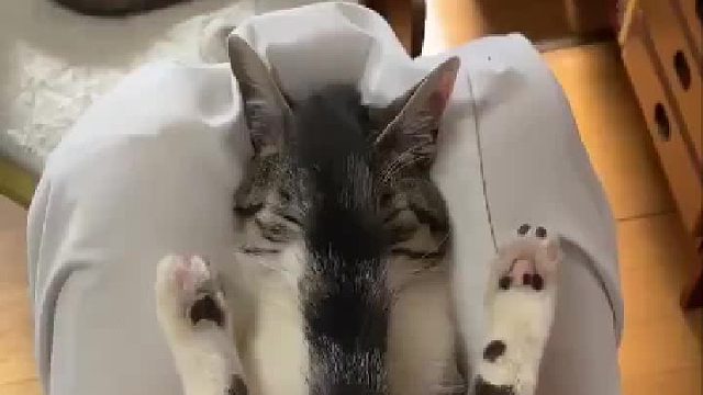 可爱的尾巴(_´ω｀_)