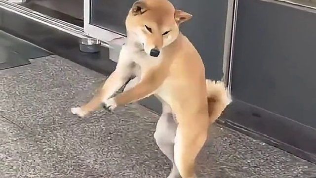 起初大家以为只是个意外，直到亲眼目睹