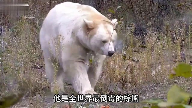 悲催的棕熊乔伊