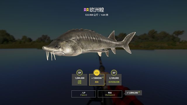 第20条星鰉：这条真的看不出来有没有星！