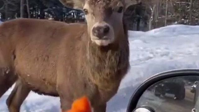 驯鹿：哎呀~幸福来的太突然了