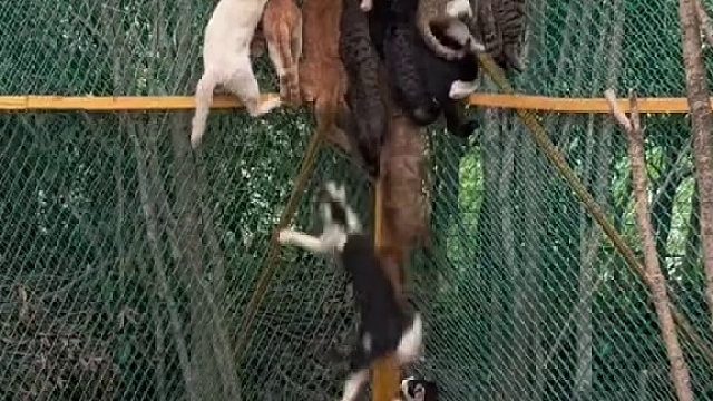 从猫车上刚救下来的流浪猫