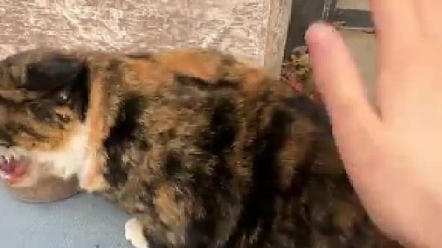 骂骂咧咧的能不能让它吃口饭