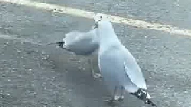 像极了那个啥 ？