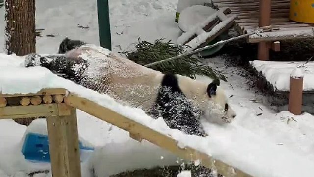 他好开心啊，谁能给他一包寒假作业啊