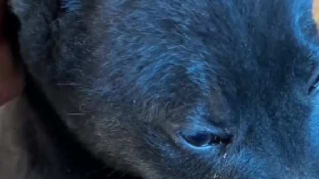 这比戚家十三口灭门惨案还惨啊