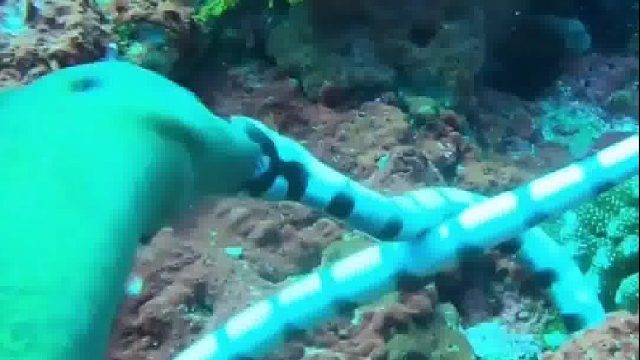 海鳝死亡旋转海蛇