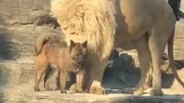 狗哥深藏不露啊