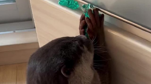 真厉害 竟然没有一次掉在地上过