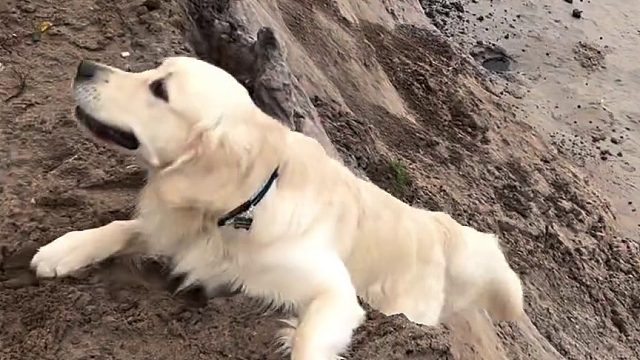 狗狗应该是想让他们和它下去一起玩吧