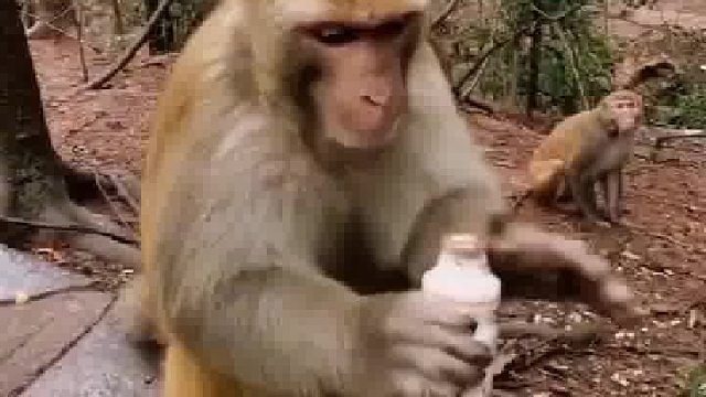 猴：我头次见狗还会给我送喝的