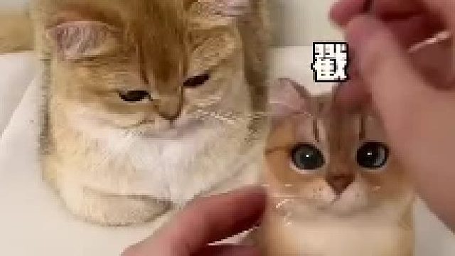猫毛出在猫身上