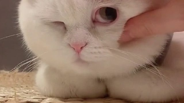 确实有点明显了