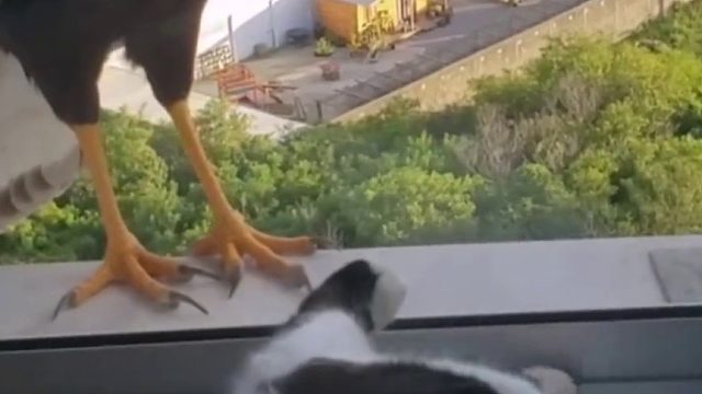 你家猫猫好牛啊居然躺着挑衅