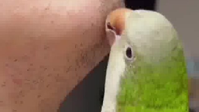 小鹦鹉，本领高，不用剪子不用刀，一根一根往下薅