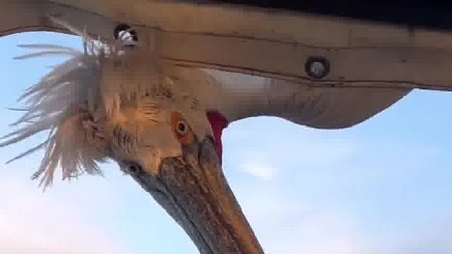 不速之客白鹈鹕，这是要准备偷东西吗？有点侏罗纪世界的即视感