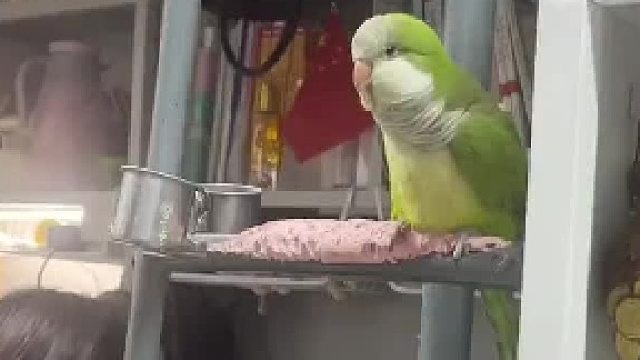 在宿舍养鸟有个鸟用啊？