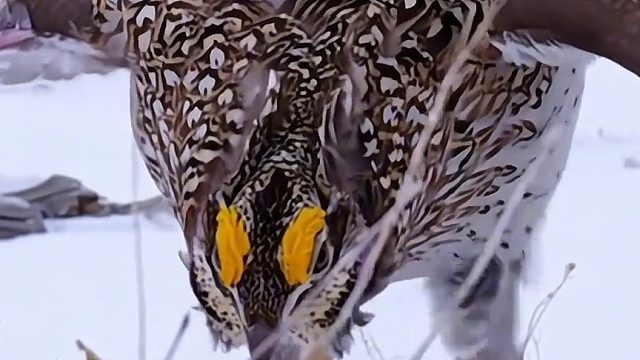 模仿者与被模仿者，谁跳的更好……