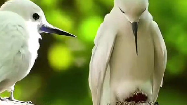 白玄鸥下蛋像极了人类，老婆辛苦生小孩，老公在一旁焦急等待细心爱抚，动物也是有情感的