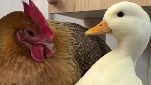 胜男：家庭地位这块拿捏的死死的