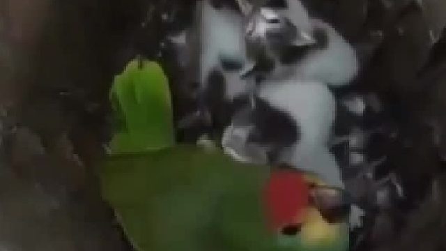 鹦鹉的孩子长得有点不大对劲