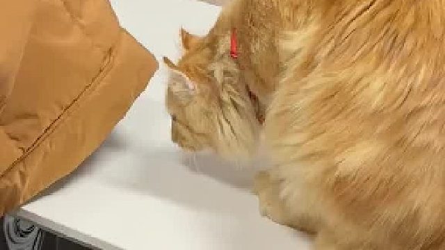 生活不易，猫猫叹气...不过我同事这睡眠质量？是不是太好了？