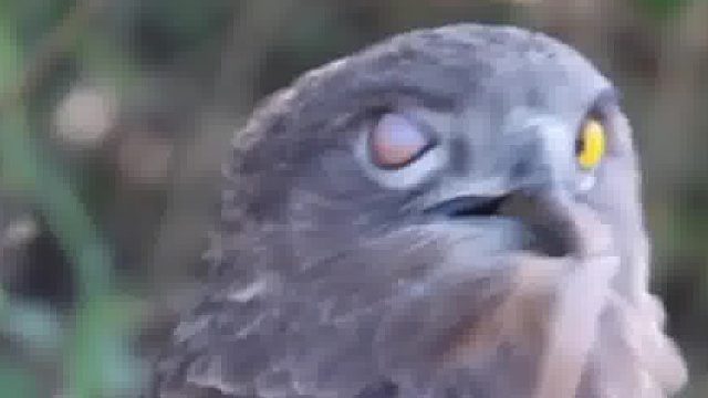 猛禽整个吞下一条蛇