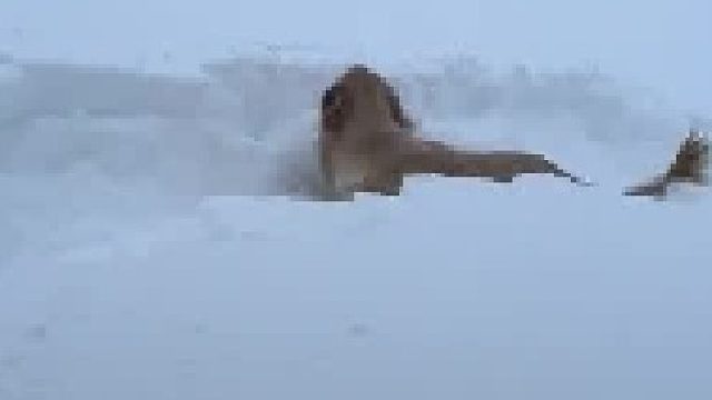 狗狗：这么多雪？全都可以？？给我玩？？？噢耶